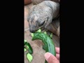 カメ カメ