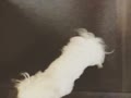 ハナハちゃんにボールを譲る風助くん ハナハちゃんにボールを譲る風助くん